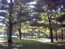 Evergreen trees with another pavilion under them