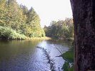 Upstream next to a tree