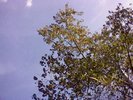Looking up at the sky behind a tree