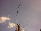 A weird tree stump with one tall branch growing out of it