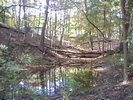 More swampland (lots of bugs around -w-)