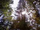 Looking up at the sky through the trees