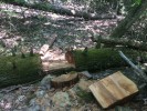 An especially neatly carved log surrounded by sawdust
