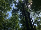 A very, very tall tree