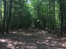 The view down the tree tunnel near the entrance
