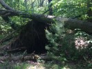 A fallen tree, and a peek at all its dirty, wiry roots