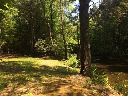 A very warm, yellowed shot near the creek