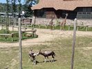 A few bontebonks interacting with some giraffes behind them