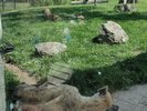 Some hyenas at rest