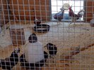 Various chickens wandering and drinking
