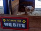 A goat wandering his pen