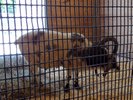 Some kind of ram in a pen