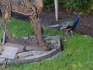 A peacock wandering loose behind a statue
