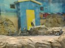 A group of penguins on land outside the Penguin House