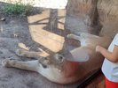 A cougar at rest