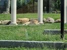 A mountain lion at rest