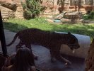 One of the kitties being annoyed by children