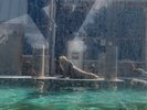 A seal looking majestic on land