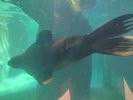 That same seal dashing in the other direction