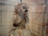 A rather irritated looking owl