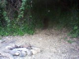 Someone's long-discarded campfire