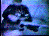 Mote: Thurston in PXLvision